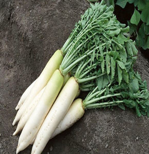 Mula (Radish)