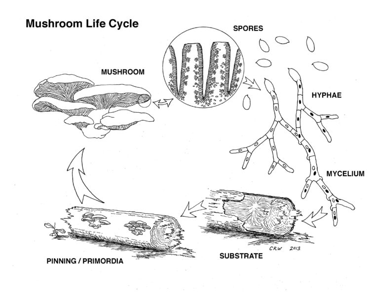 Fungi (mushrooms)