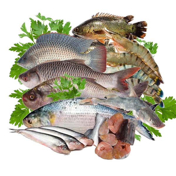 Fish
